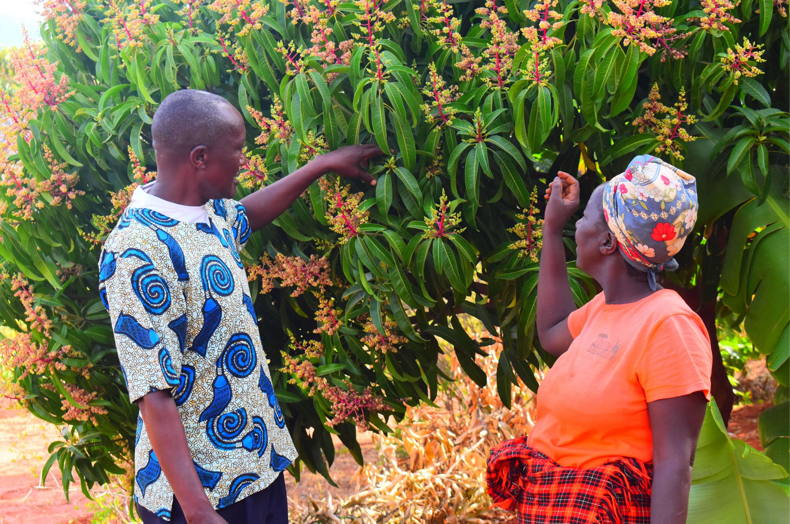 A new dawn for Mango Farmers